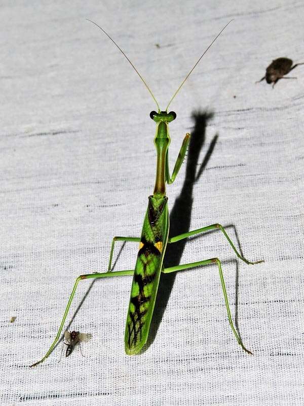 Image of African praying mantis