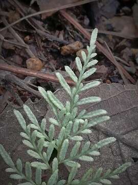 Image of Gaga marginata (Kunth) Fay W. Li & Windham