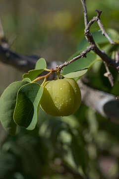 Sivun Pseudolachnostylis kuva