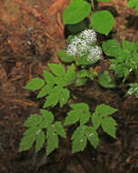 Sivun Thalictrum tuberiferum Maxim. kuva