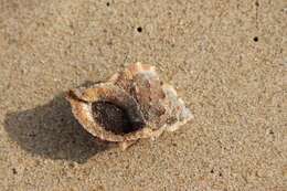 Image of frilled frogsnail