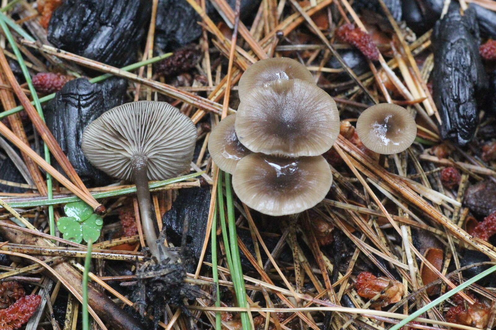 Image of Myxomphalia