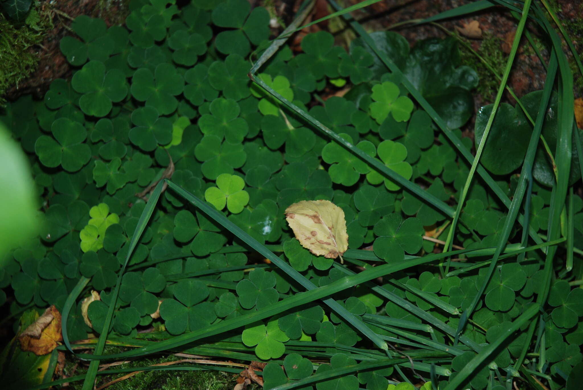 Imagem de Oxalis acetosella L.