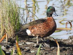 Image of Chestnut Teal