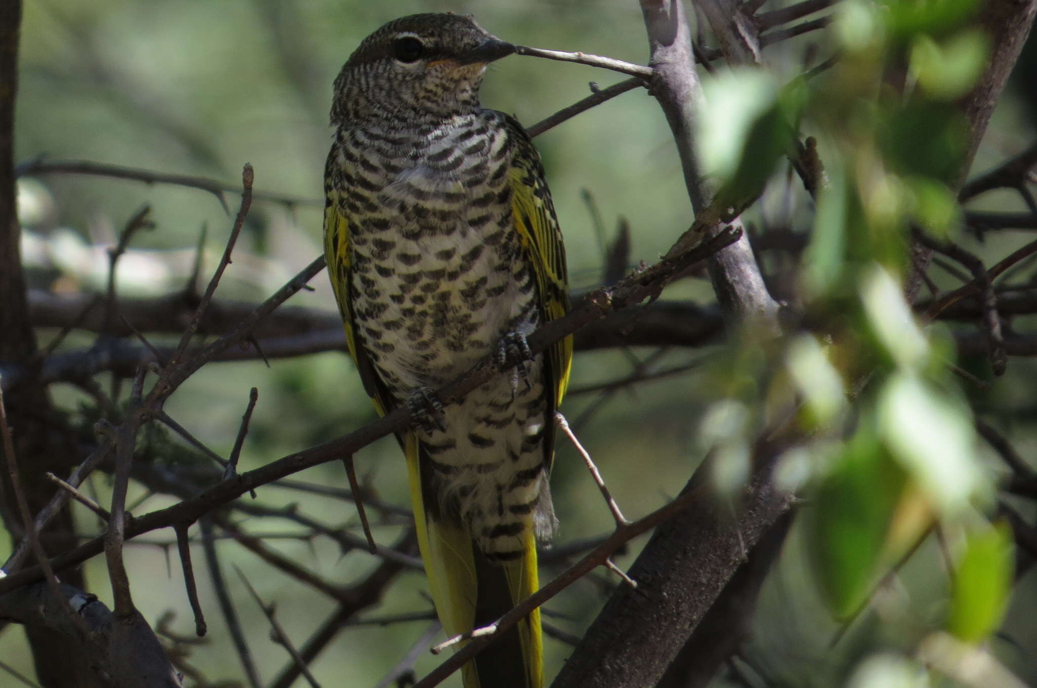 Image of Campephaga Vieillot 1816