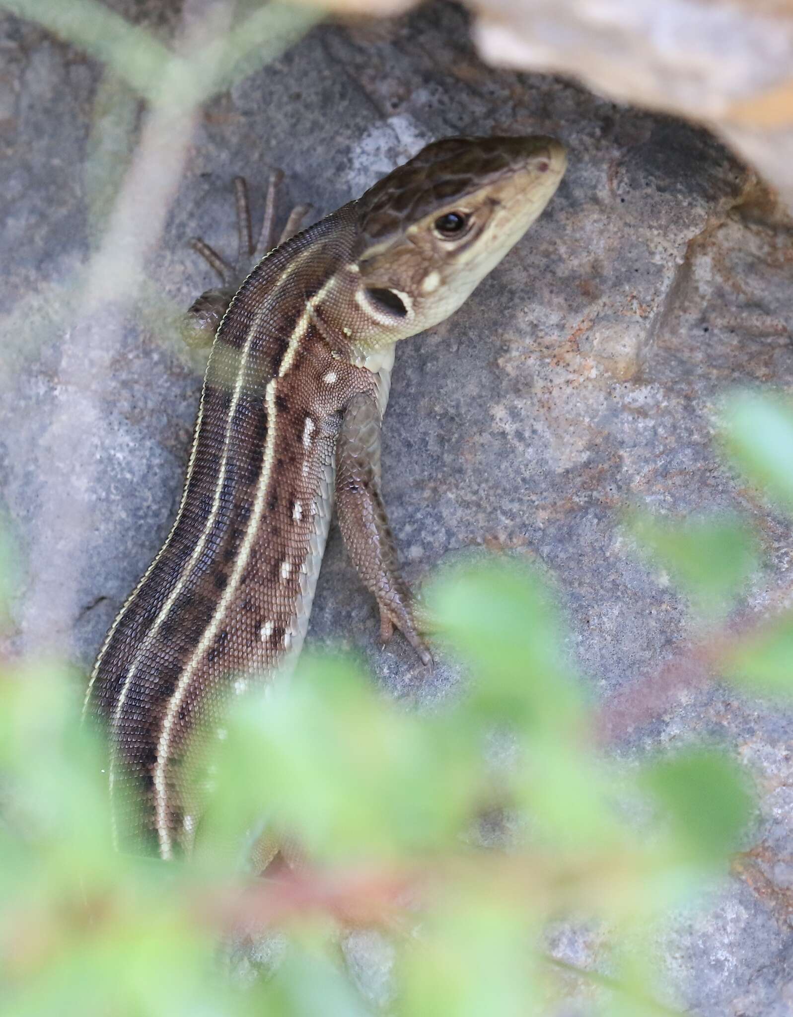 Imagem de Lacerta trilineata Bedriaga 1886