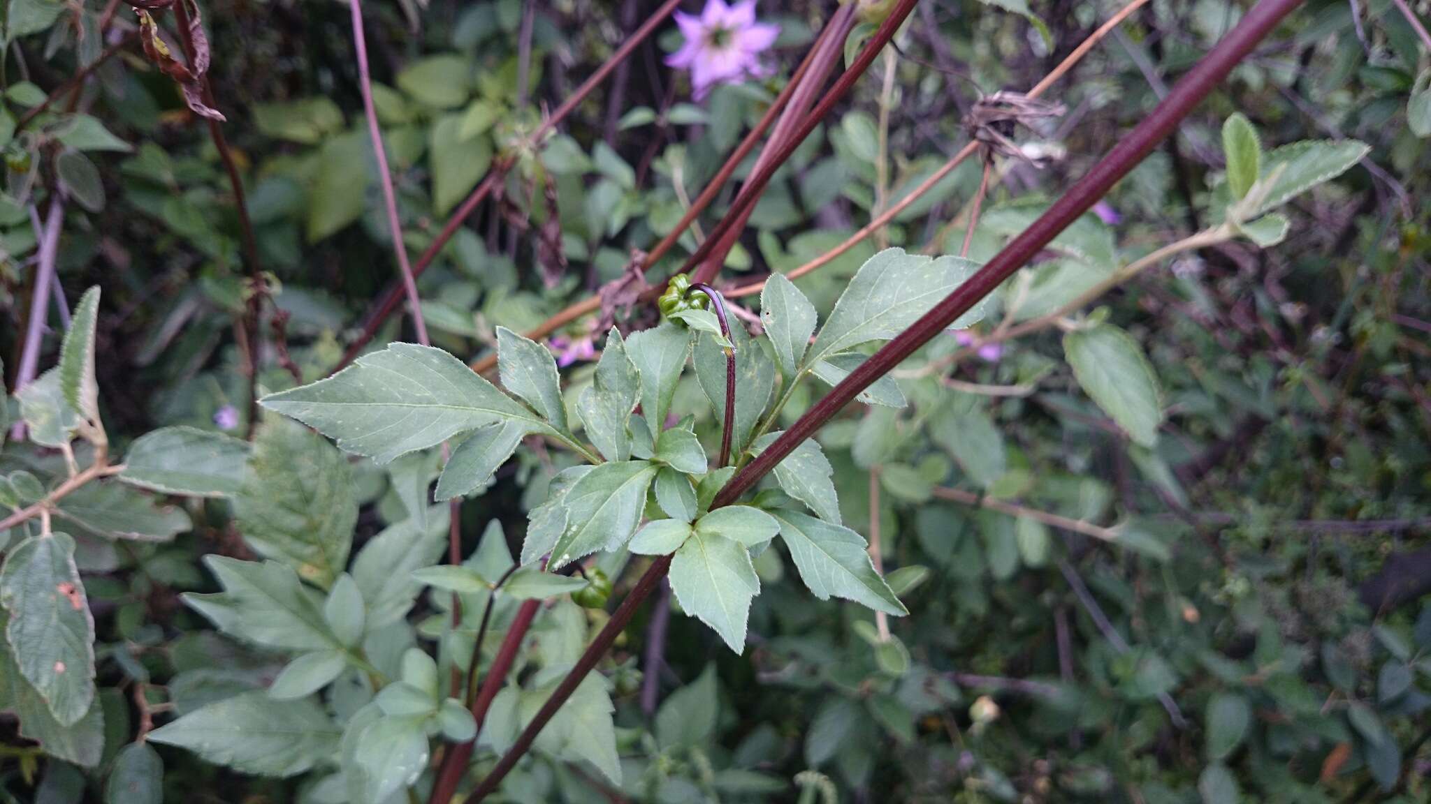 Image of Dahlia tubulata P. D. Sorensen