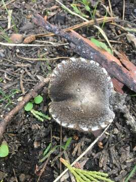 Image of Tricholoma moseri Singer 1989