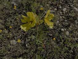 Oenothera berlandieri subsp. pinifolia (Engelm.) W. L. Wagner & Hoch resmi