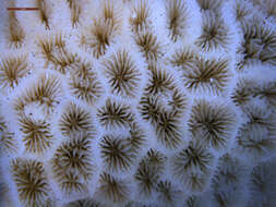 Image of leaf coral