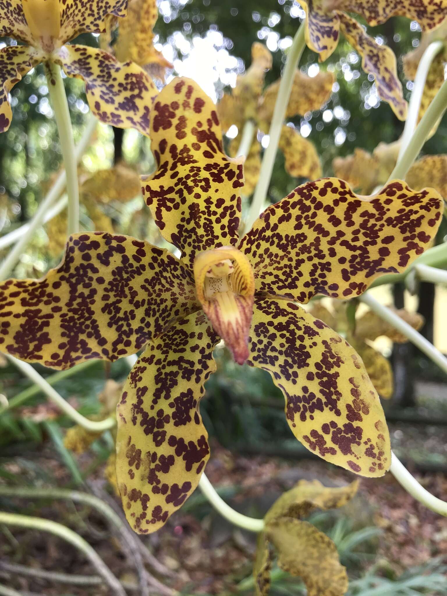 Grammatophyllum speciosum Blume的圖片