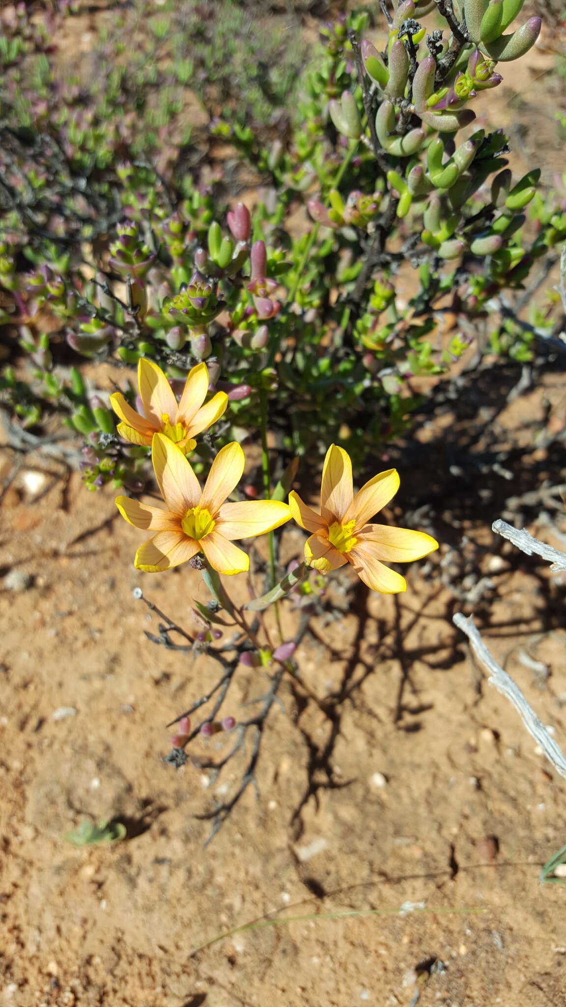 Image of Moraea karroica Goldblatt