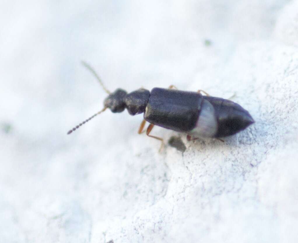 Image of Coryphium angusticolle Stephens 1834