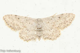 صورة Idaea incisaria Staudinger 1892