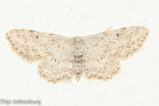 صورة Idaea incisaria Staudinger 1892