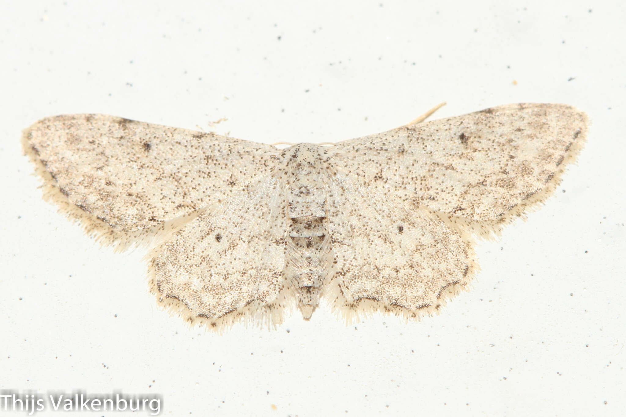 Sivun Idaea incisaria Staudinger 1892 kuva