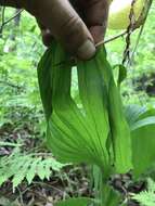 Image of Kentucky lady's slipper