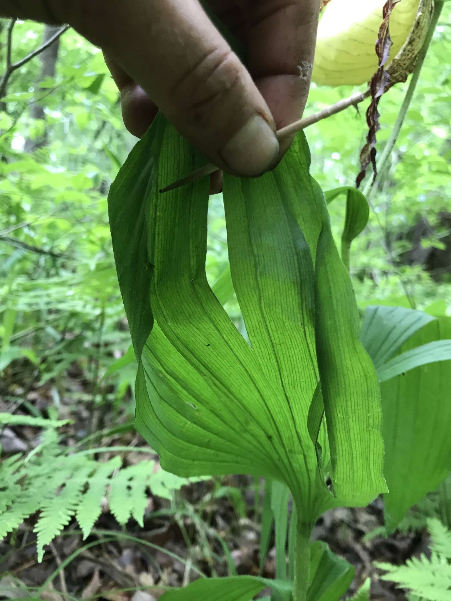 Image of Kentucky lady's slipper