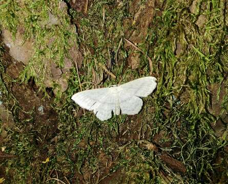 Scopula nigropunctata Hüfnagel 1767的圖片