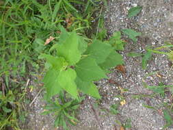 Sivun Hibiscus moscheutos subsp. moscheutos kuva