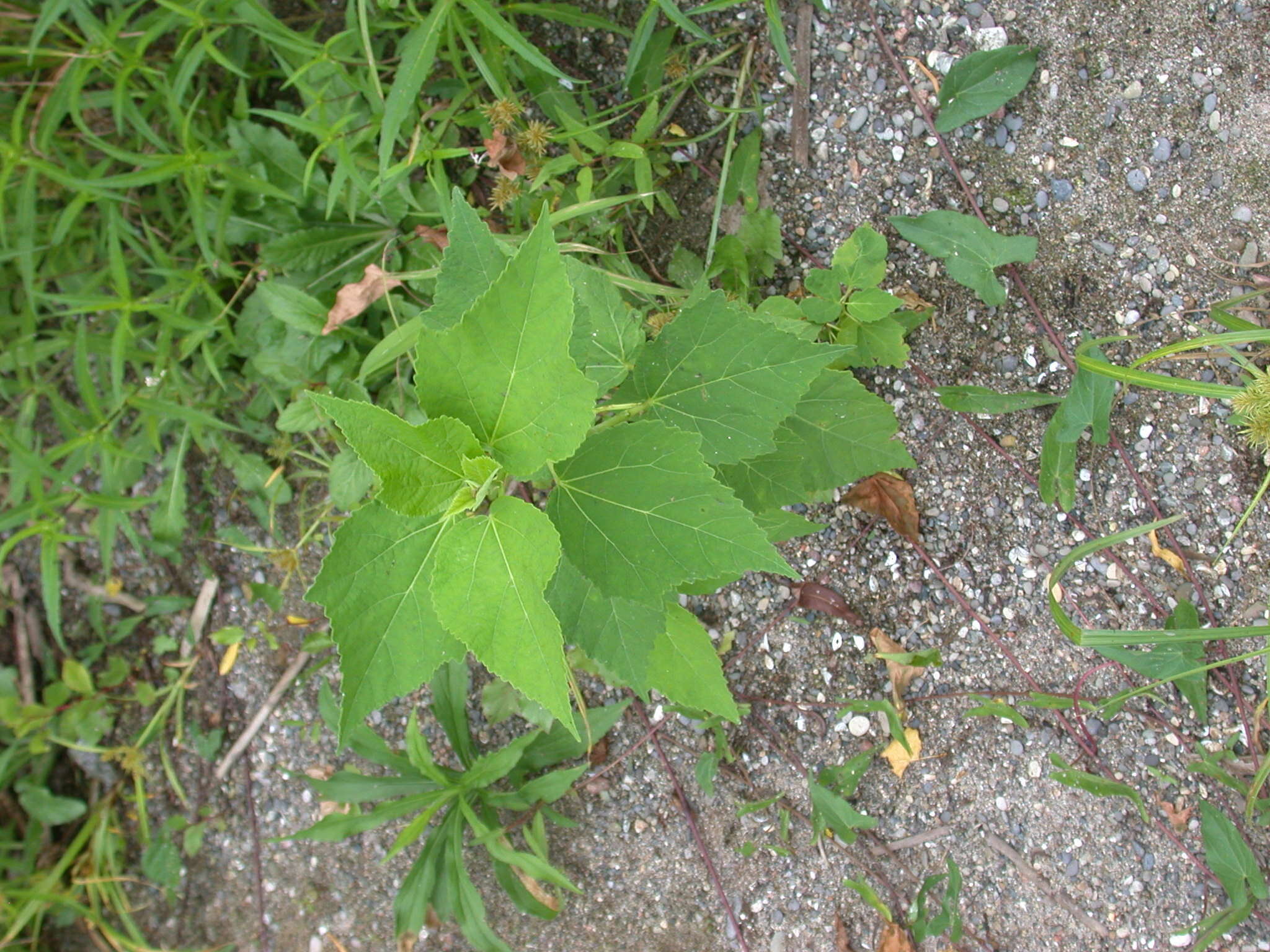 Sivun Hibiscus moscheutos subsp. moscheutos kuva