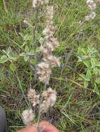 Image de Pterocaulon cordobense Kuntze