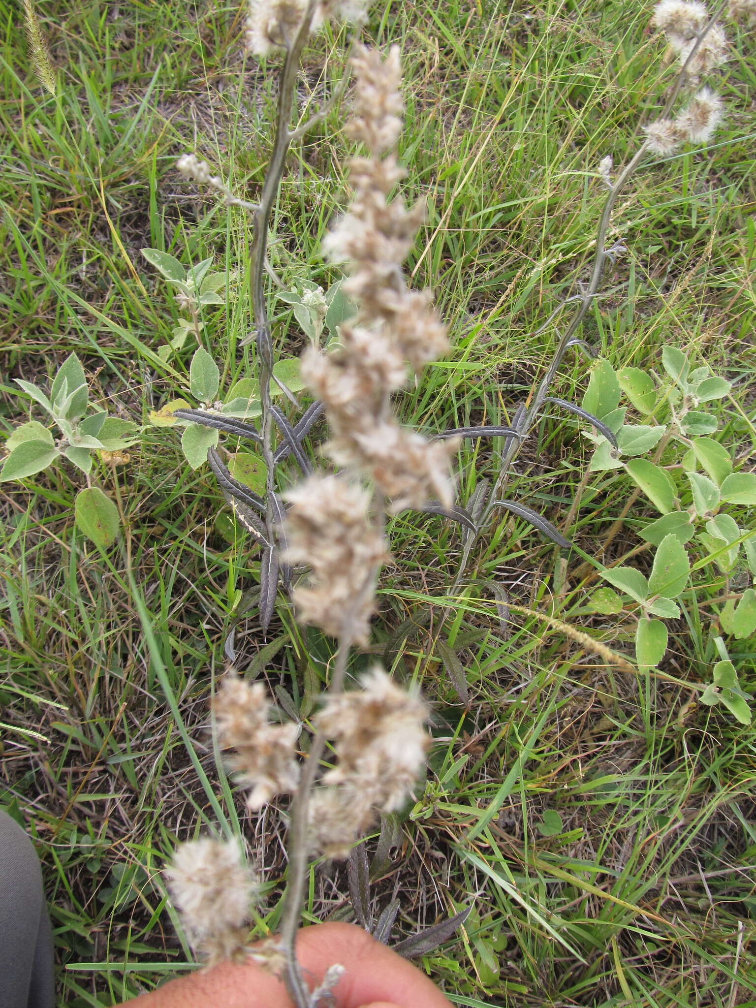 Image de Pterocaulon cordobense Kuntze