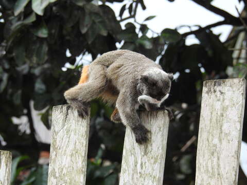 Image of Black-chinned Emperor Tamarin