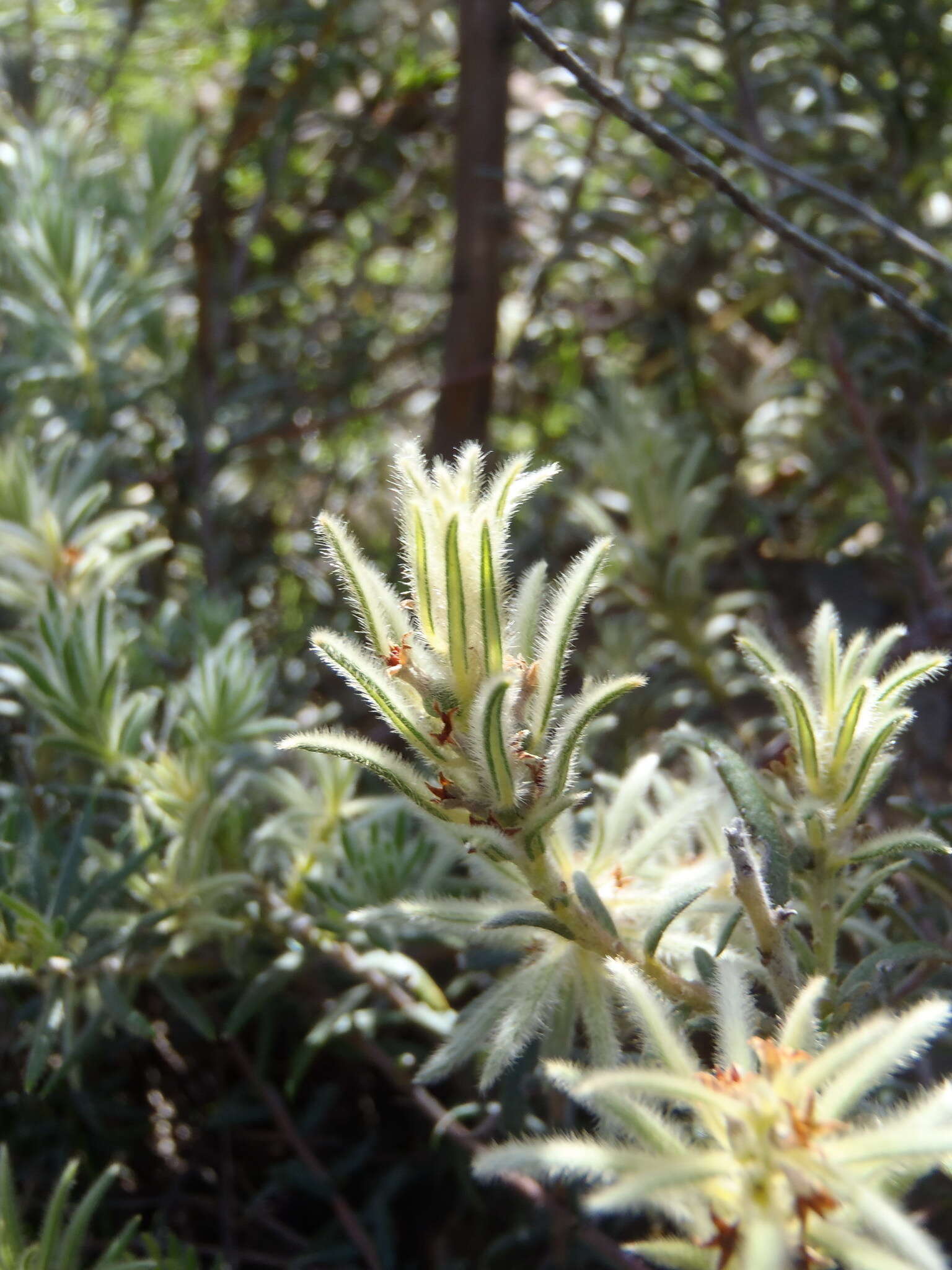 Image of Phylica plumosa var. plumosa