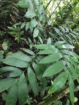 Image of Zamia nesophila A. S. Taylor, J. L. Haynes & Holzman