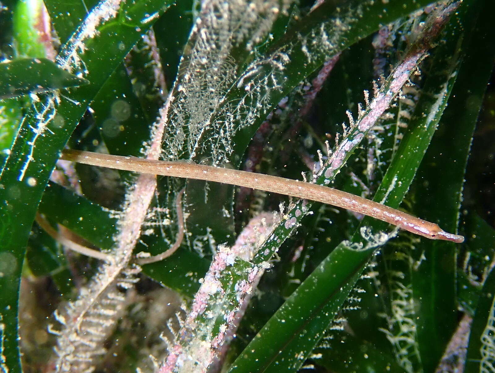 Image of Spotted Pipefish