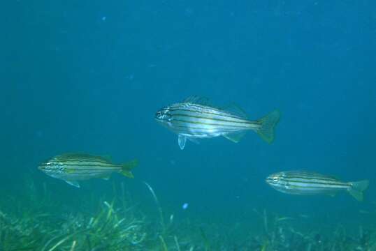 Image of Eight-lined trumpeter