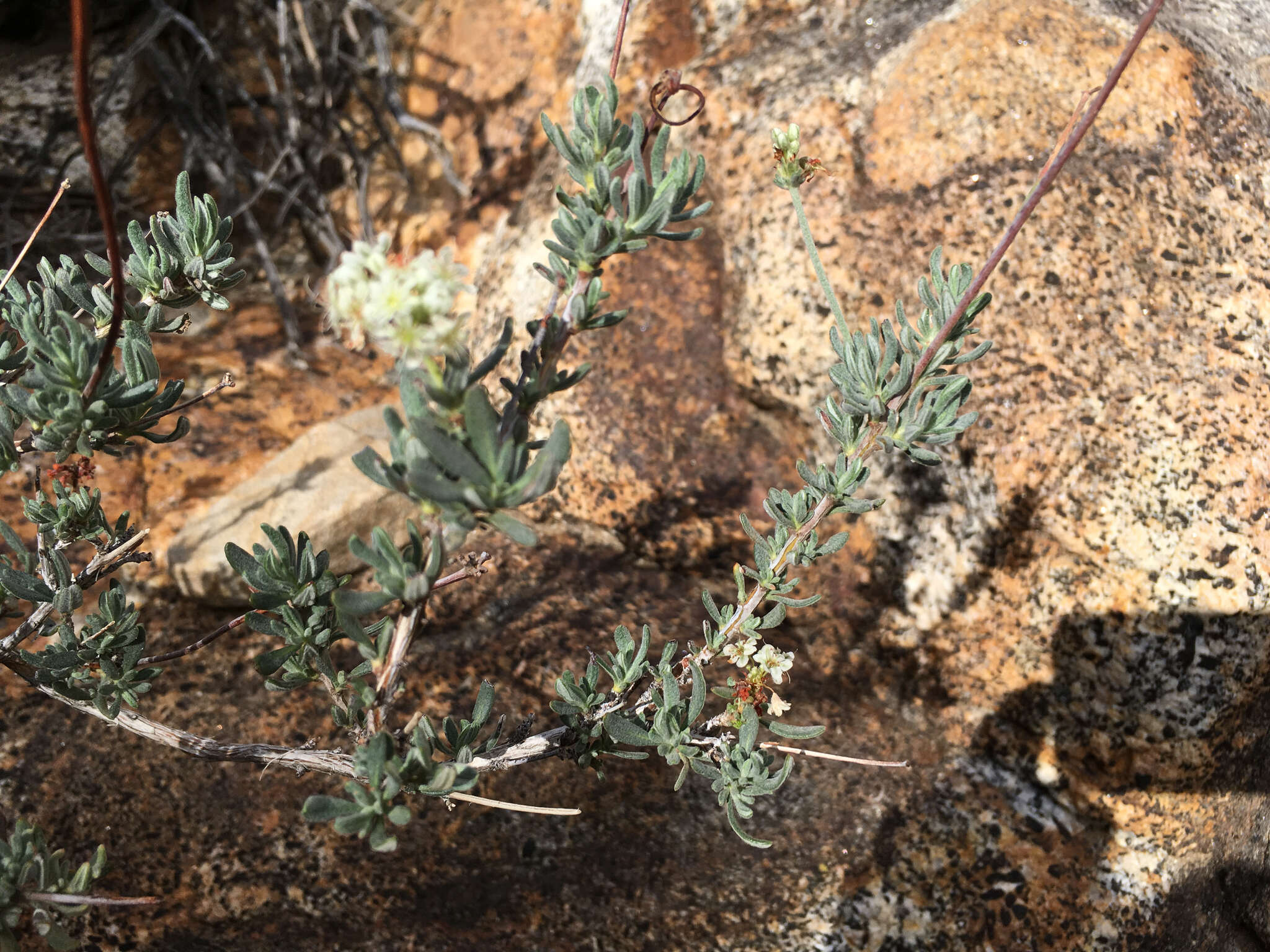 Imagem de Eriogonum fasciculatum var. polifolium (Benth.) Torrey & A. Gray