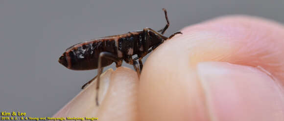 Image of <i>Pyrrhocoris sibiricus</i>