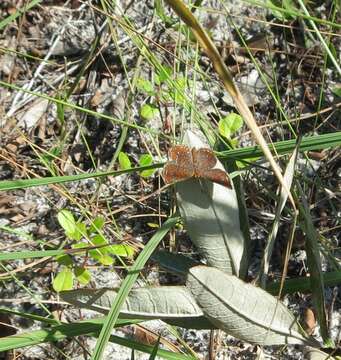 Image of Little Metalmark