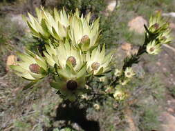 Sivun Leucadendron loeriense I. Williams kuva