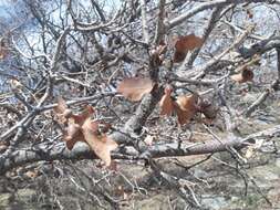 Image de Quercus undulata Torr.