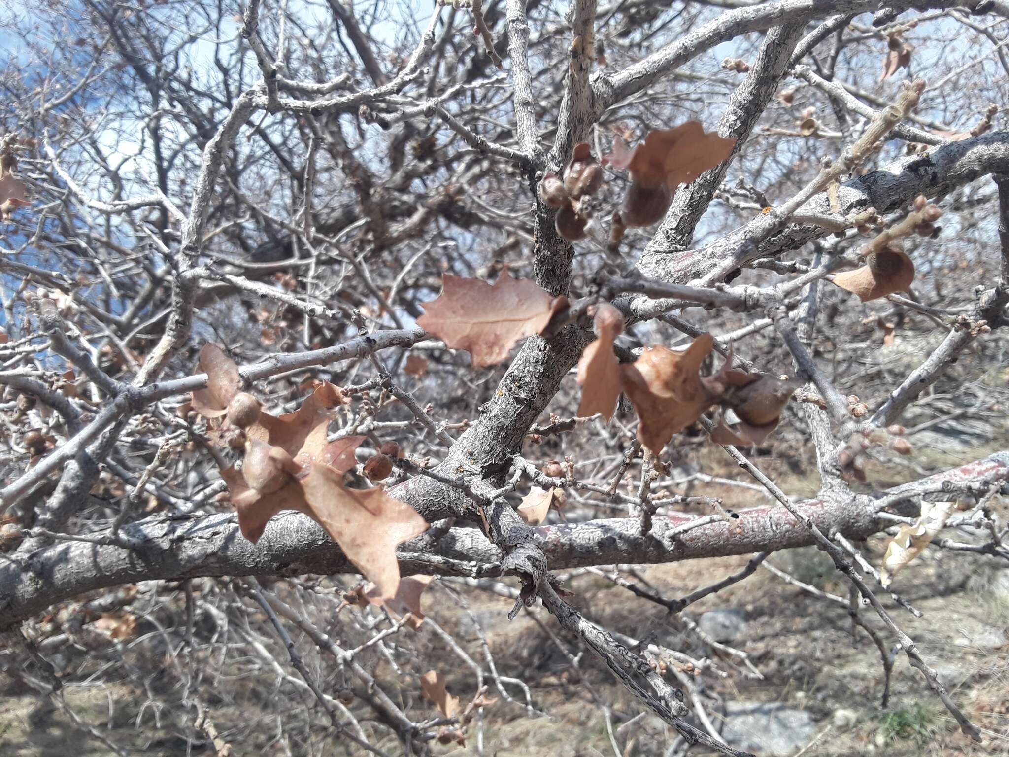 Image de Quercus undulata Torr.