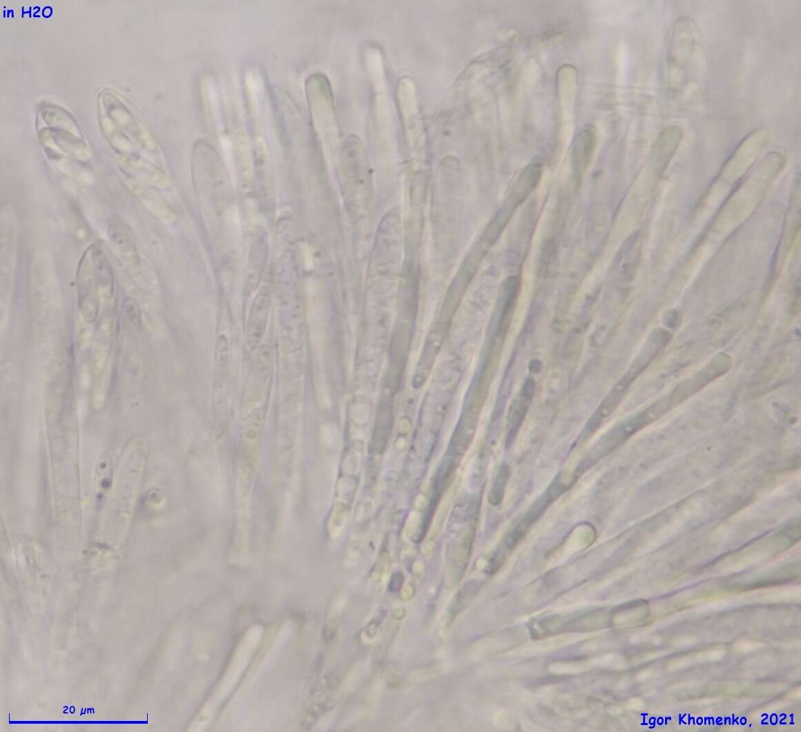 Mollisia discolor (Mont. & Fr.) W. Phillips 1887的圖片