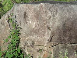 Image of Striped Lava Lizard