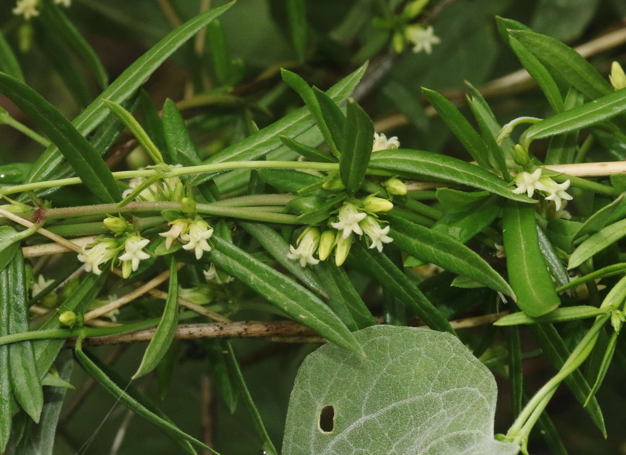 Image of Metastelma arizonicum A. Gray