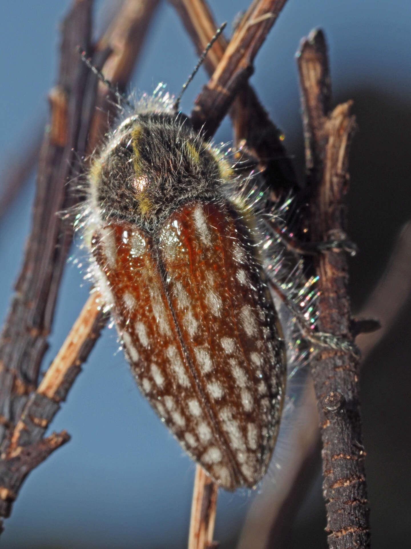 Image of Neojulodis papillosa (Thunberg 1827)