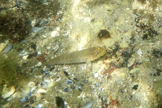 Image of Golden Goby