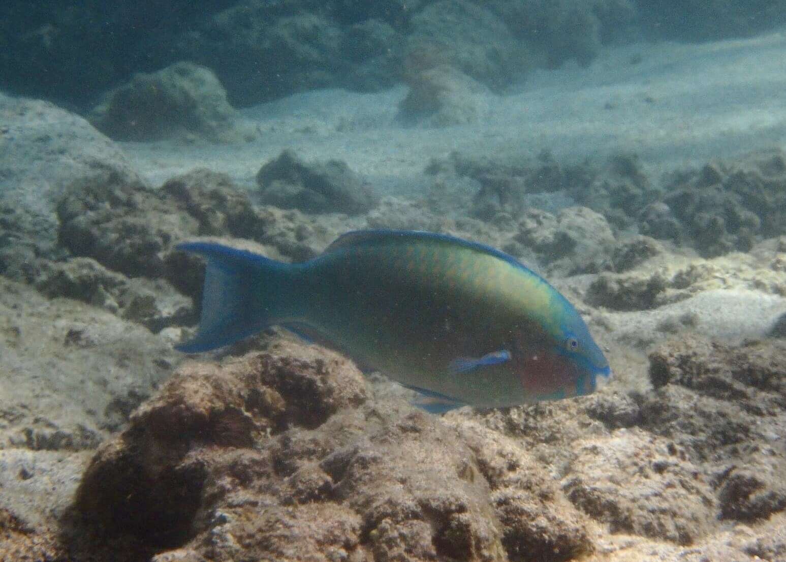 Image of Batavian Parrotfish