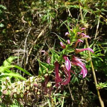 Imagem de Lobelia bridgesii Hook. & Arn.