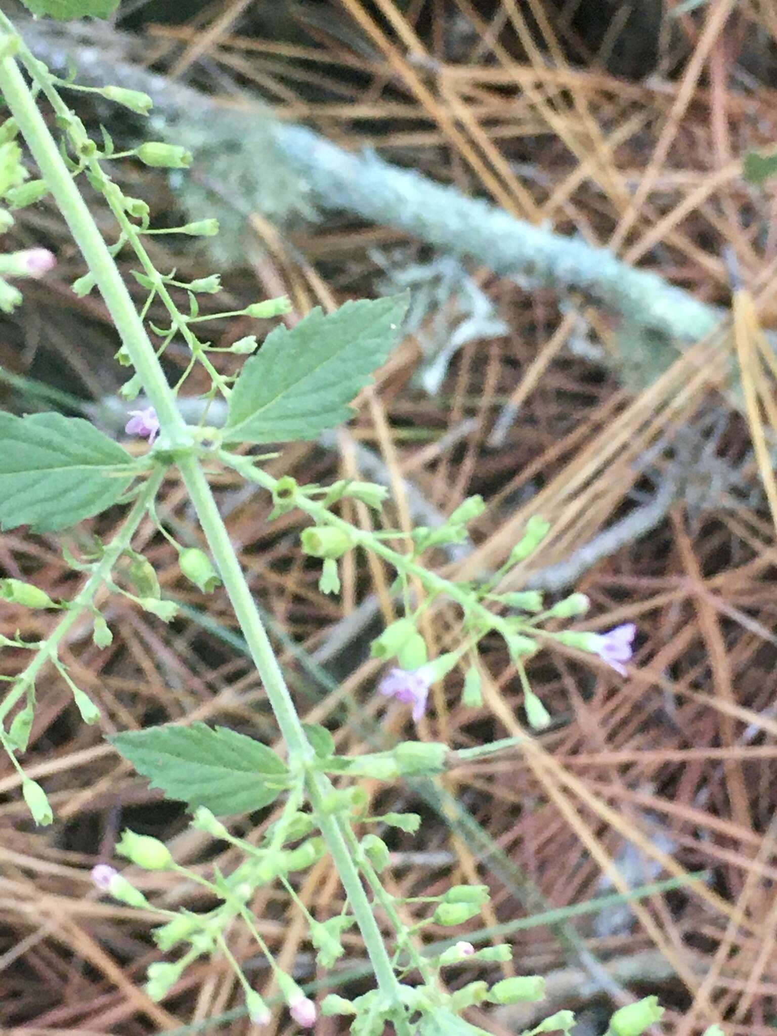 Plancia ëd Condea floribunda (Briq.) Harley & J. F. B. Pastore