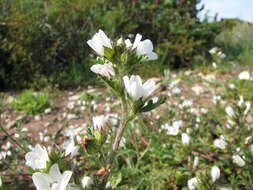 Image of Anisodontea biflora (Desr.) D. M. Bates