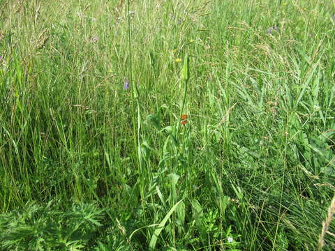 Image of Tragopogon sibiricus Ganesh.