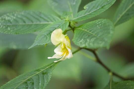 Impatiens scabrida DC. resmi