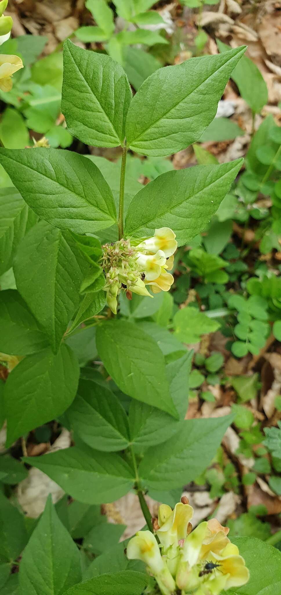 صورة Vicia oroboides Wulfen